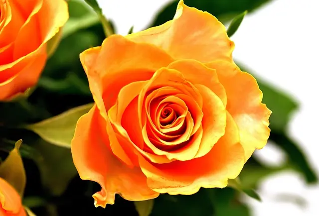 10 consejos para cultivar un jardín de flores resistentes