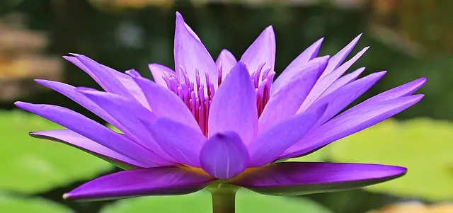 Cómo hacer un jardín acuático en casa: guía práctica