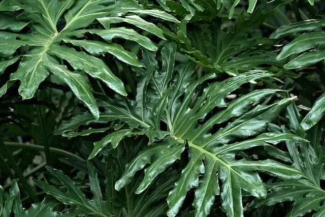 Cómo elegir las plantas resistentes para tu jardín