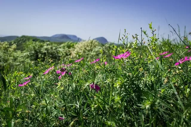 10 plantas aromáticas ideales para tu jardín
