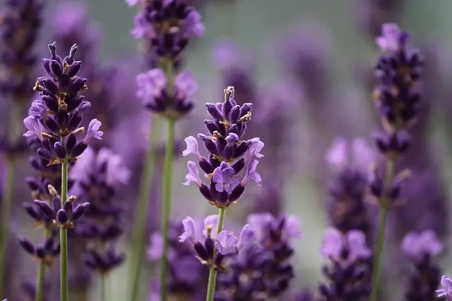 10 plantas aromáticas fáciles de cultivar en casa