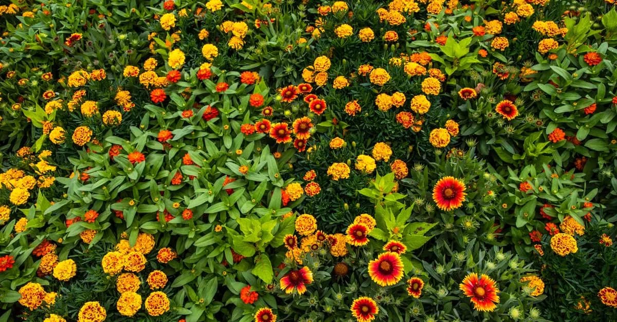 Cómo diseñar un jardín de flores silvestres atractivo