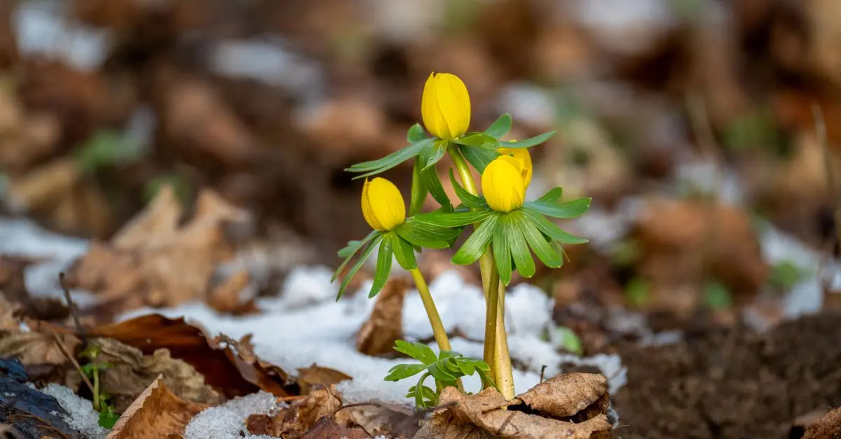 Cómo elegir las plantas ideales para tu jardín de invierno