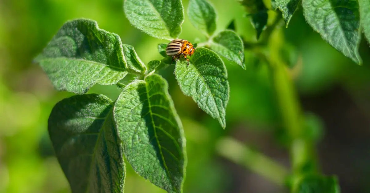 Cómo combatir plagas de manera orgánica en tu jardín