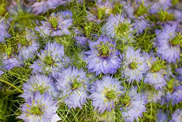 Cómo elegir las plantas adecuadas para climas cálidos