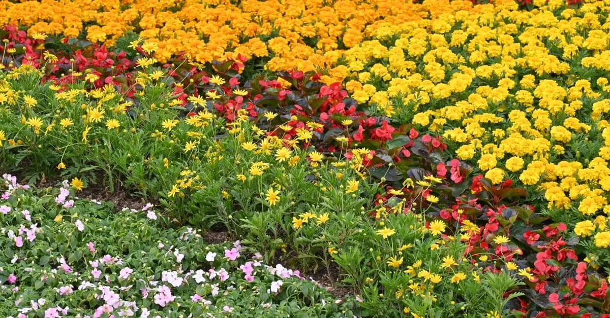 Cómo elegir las plantas perfectas para cada estación
