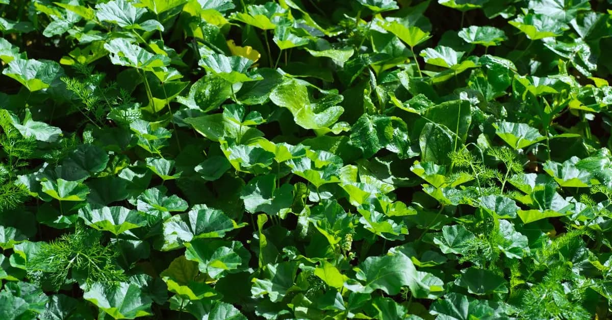 Cómo seleccionar las plantas perfectas para un jardín saludable