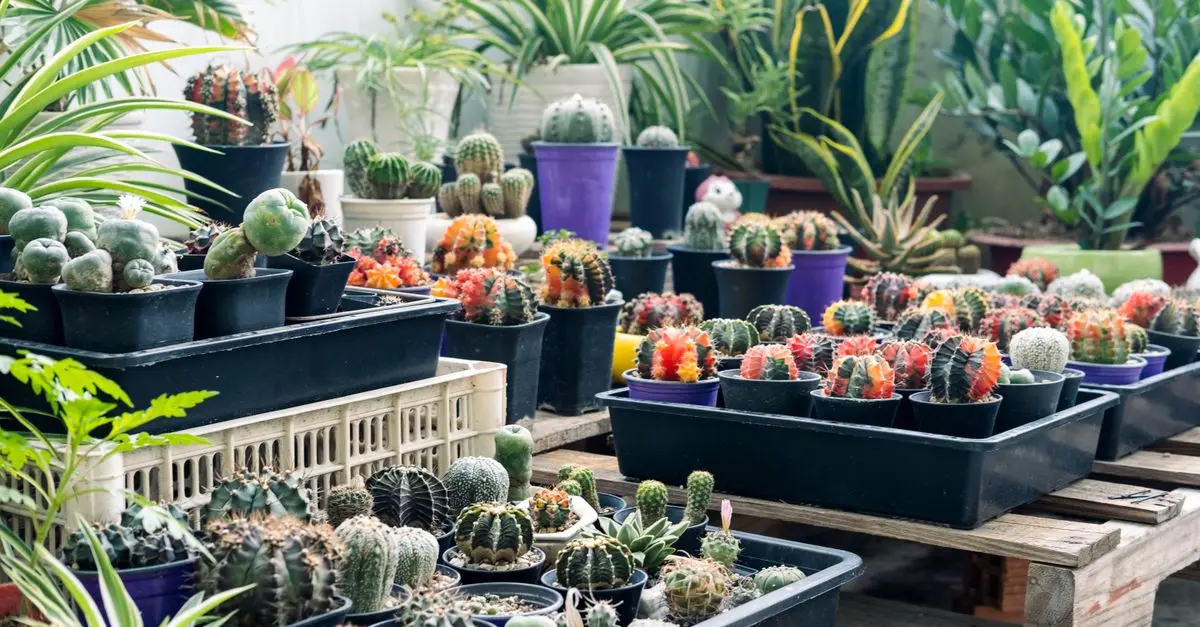 Cómo elegir las plantas ideales para climas cálidos