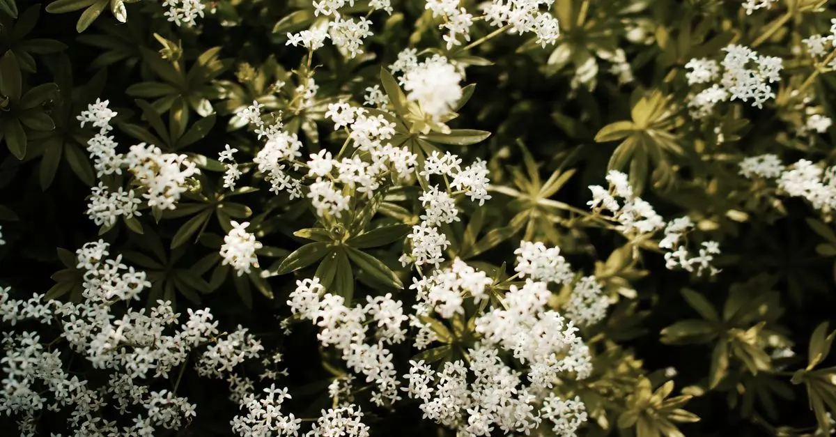 Cómo crear un jardín de plantas autóctonas en casa