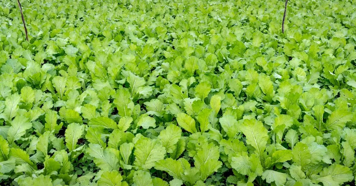 Los mejores fertilizantes orgánicos para tu huerto