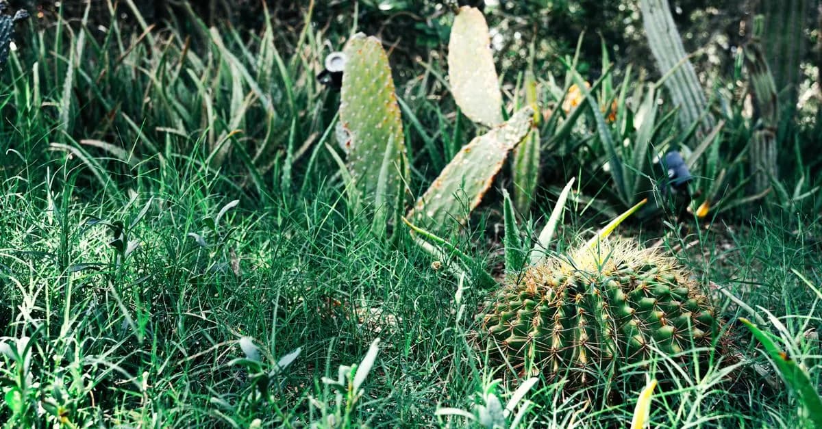 Cómo cultivar plantas resistentes a la sequía en tu jardín