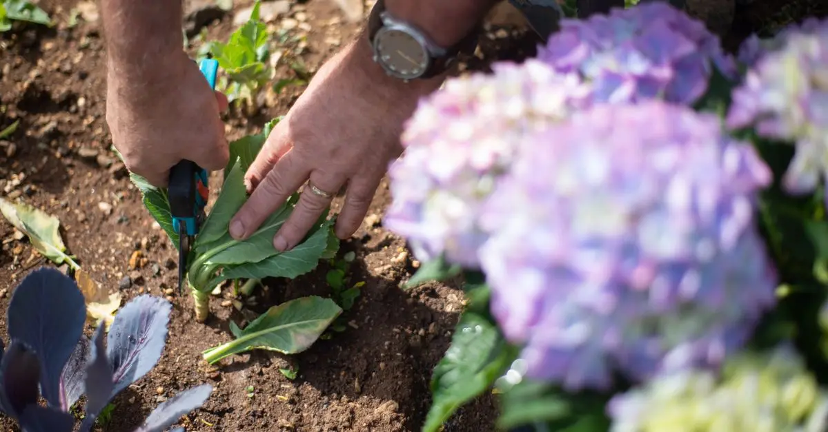 Cómo mejorar la salud del suelo en tu jardín