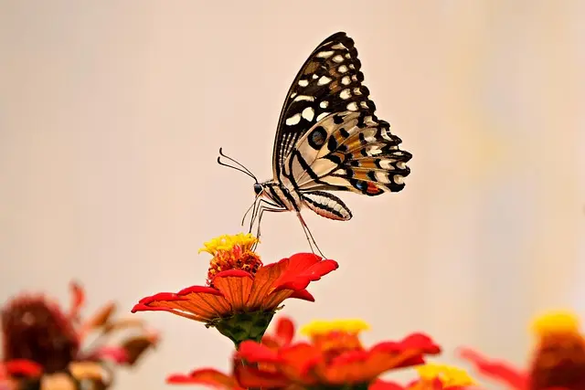 Cómo hacer un jardín de flores que atraiga mariposas