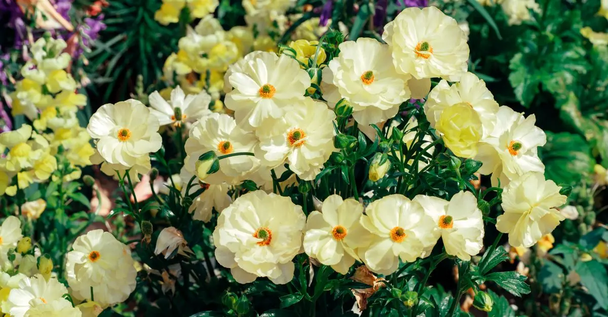 Cómo elegir las plantas adecuadas para tu jardín