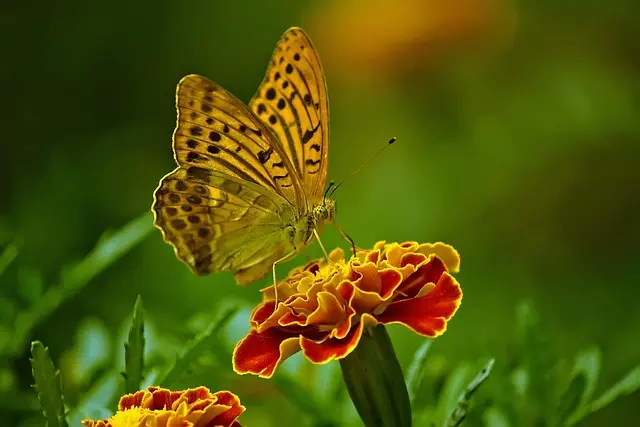 Cómo diseñar un jardín que atraiga mariposas y polinizadores