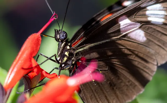 7 consejos para diseñar un jardín que atraiga mariposas