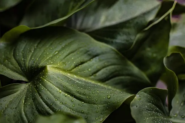 Cómo elegir las plantas ideales para tu jardín de sombra