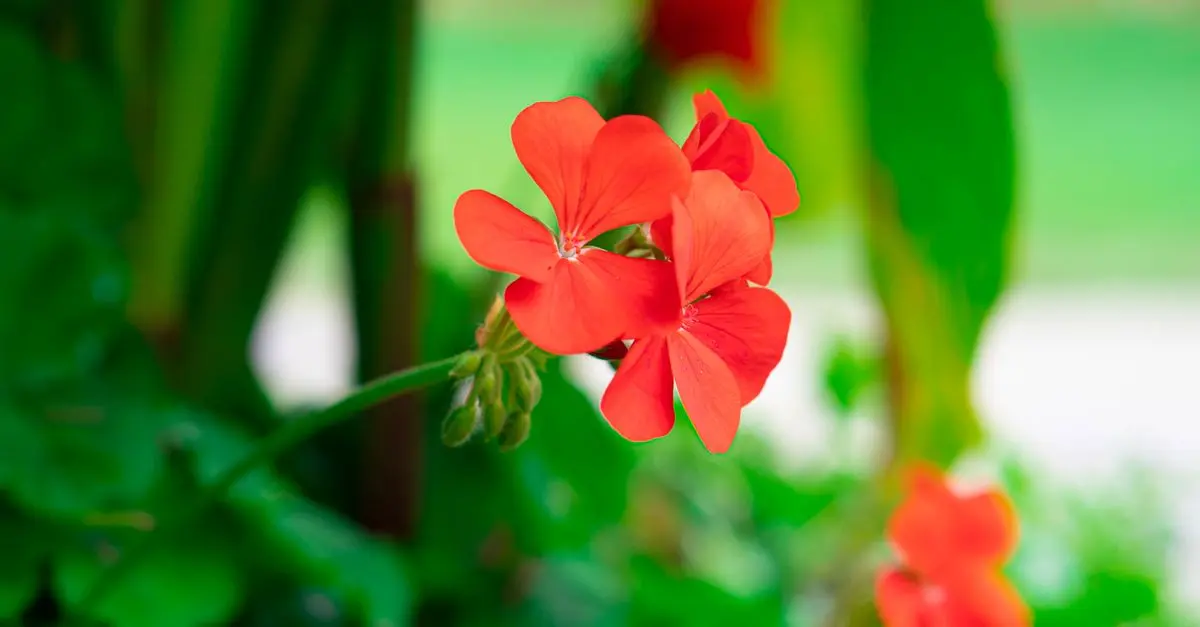 Las flores más resistentes para climas cálidos