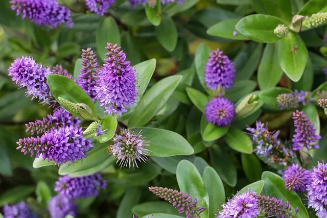 Cómo crear un jardín de plantas perennes que florezca todo el año