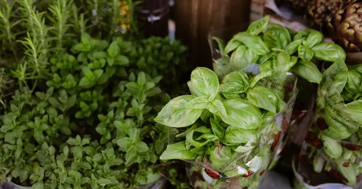7 pasos para crear un jardín de hierbas aromáticas en casa