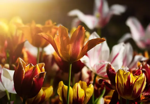 Cómo elegir las plantas adecuadas para tu jardín de sombra