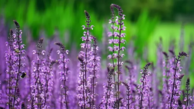 Cómo elegir las plantas adecuadas para tu jardín de sombra