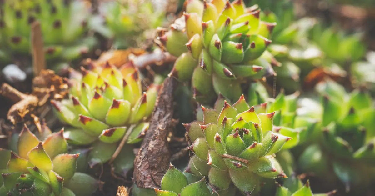 Cómo cultivar plantas resistentes a la sequía en tu jardín