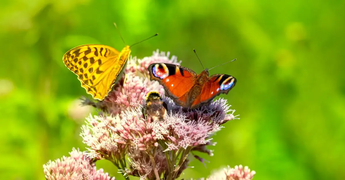 Cómo crear un jardín de polinizadores en casa