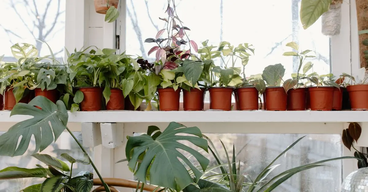 Consejos para mantener tus plantas saludables en el hogar