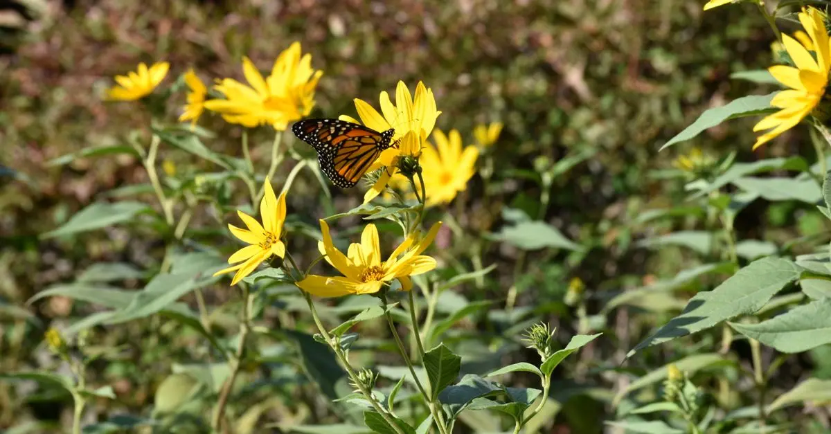 Cómo diseñar un jardín que promueva la biodiversidad