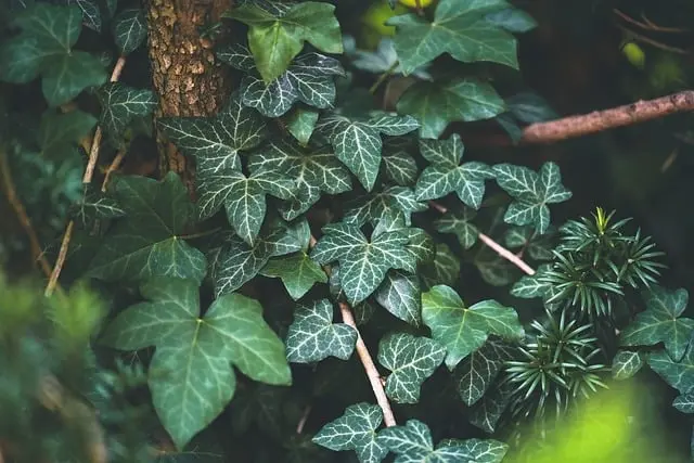 Cómo elegir las mejores plantas para tu jardín de sombra