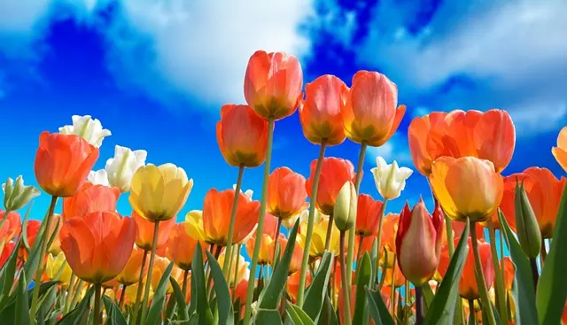 Cómo elegir las plantas ideales para un jardín mexicano
