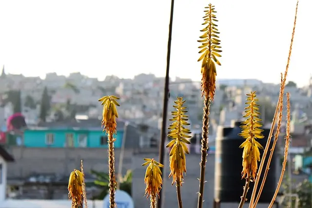 Cómo cultivar un jardín de hierbas aromáticas en casa