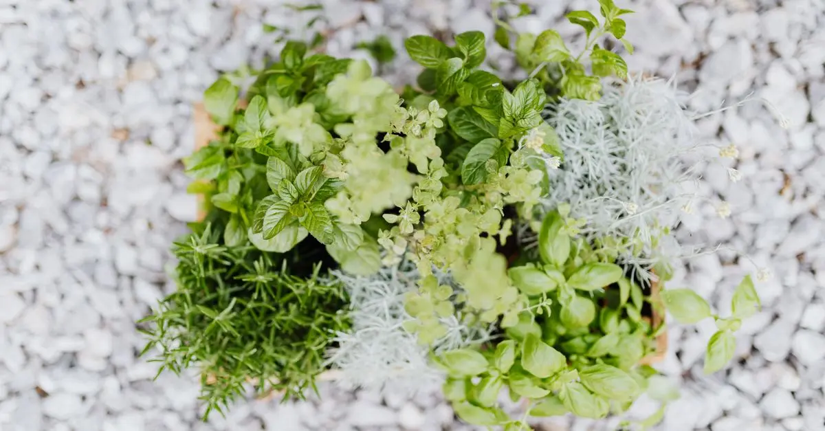 Cómo plantar y cuidar plantas aromáticas en casa