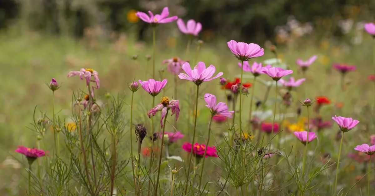 ¿Cómo hacer un jardín de flores silvestres en casa?