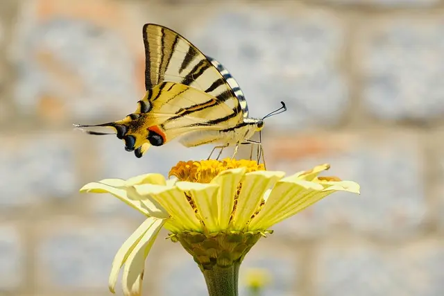 Cómo elegir las plantas adecuadas para un jardín sostenible