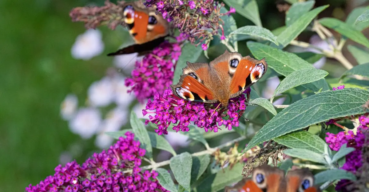 Cómo diseñar un jardín que atraiga mariposas y polinizadores