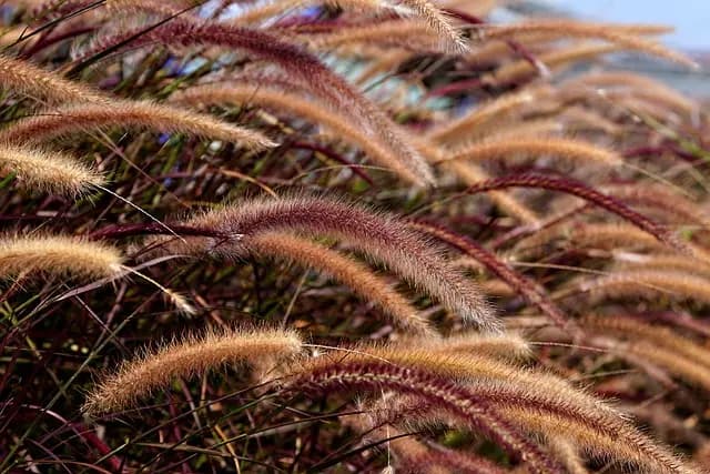 Cómo elegir las plantas ideales para un jardín ecológico