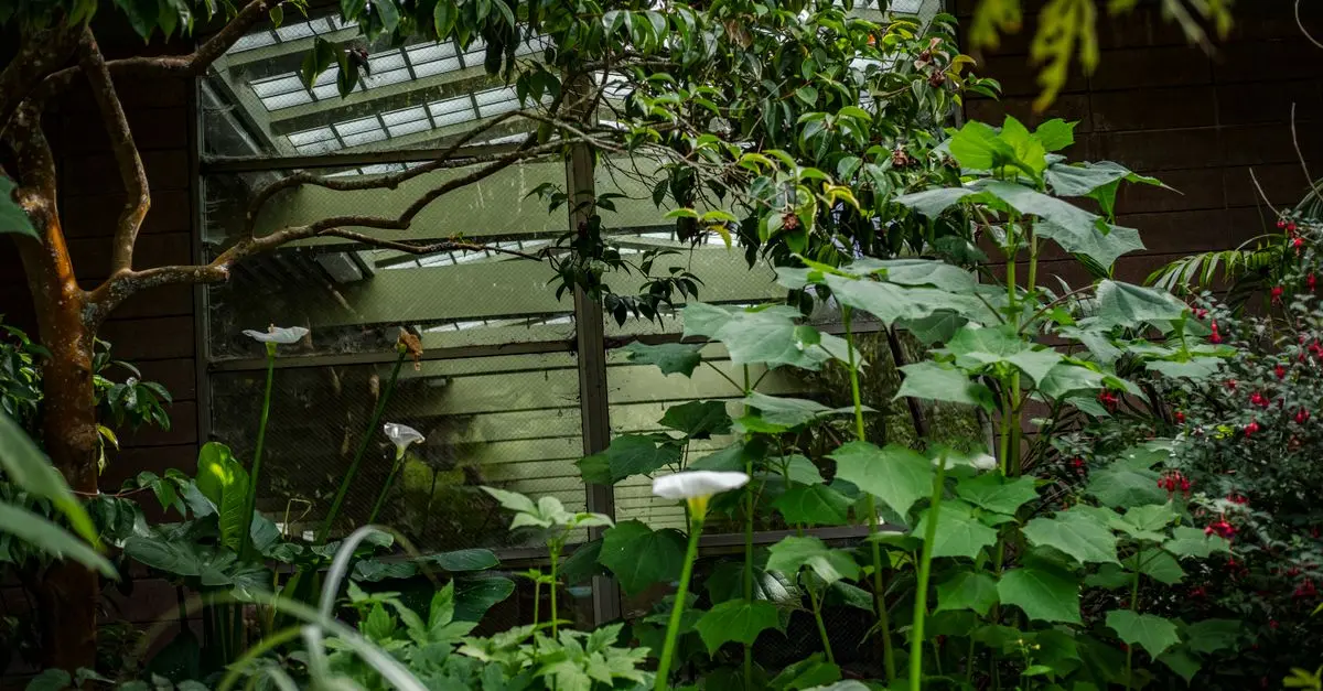 Consejos para mantener tus plantas saludables todo el año