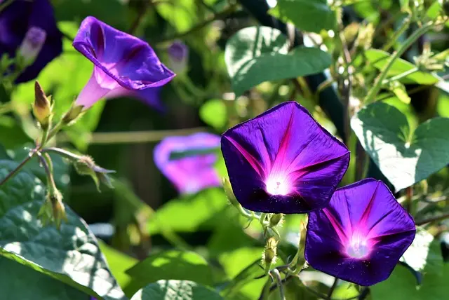 Cómo crear un jardín de flores que florezca todo el año