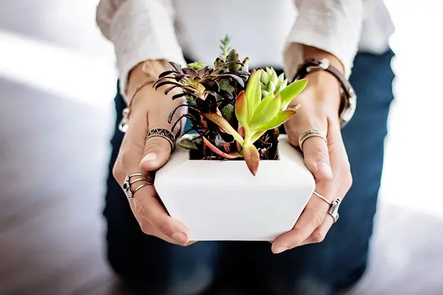 10 plantas fáciles de cuidar para principiantes en el jardín