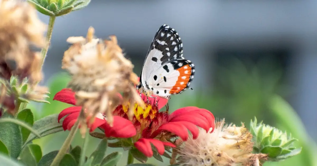 10 plantas autóctonas ideales para tu jardín