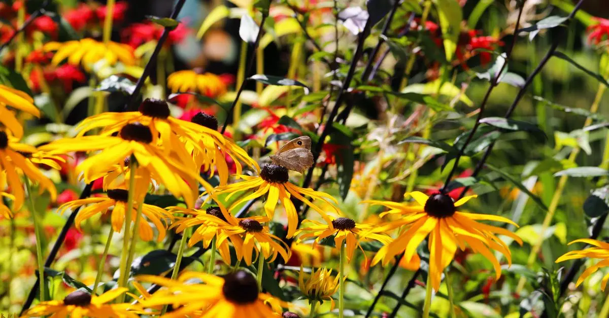 Cómo crear un jardín de flores silvestres en casa