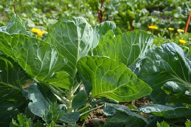 Guía completa para plantar un huerto urbano en casa