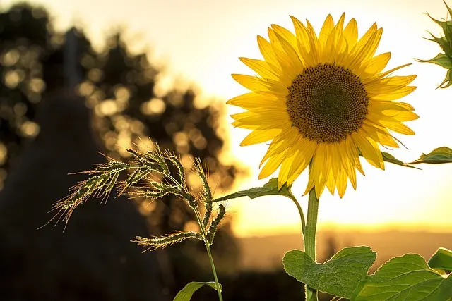 Todo lo que necesitas saber sobre la jardinería en casa