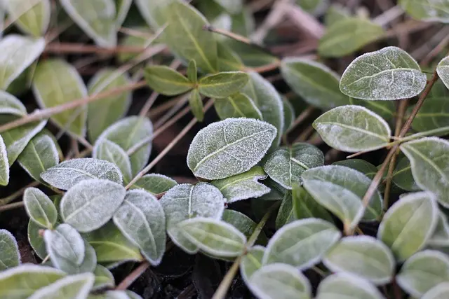 Cómo elegir plantas nativas para tu jardín sostenible