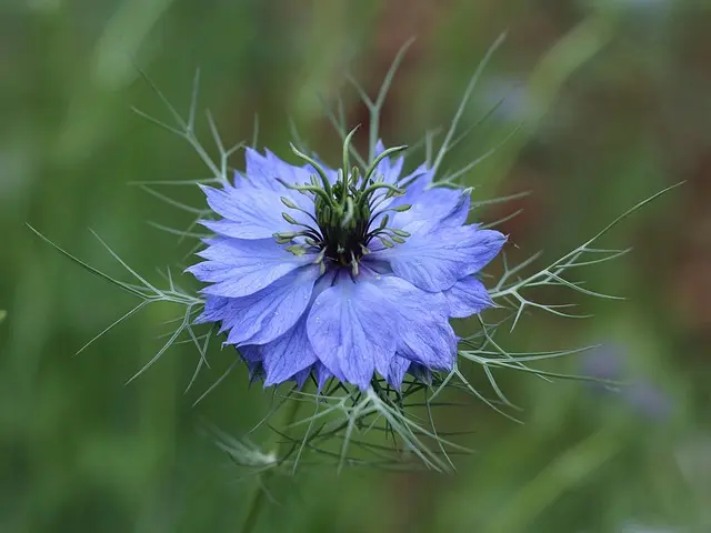 Cómo elegir las plantas adecuadas para un jardín sostenible
