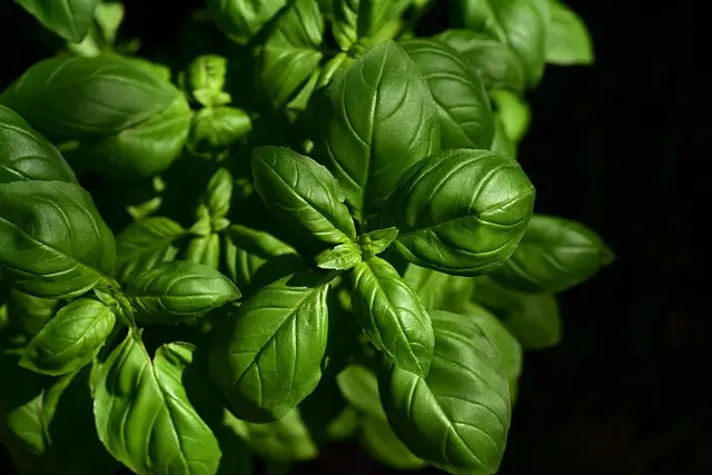 Cómo iniciar un jardín de hierbas en casa: guía práctica