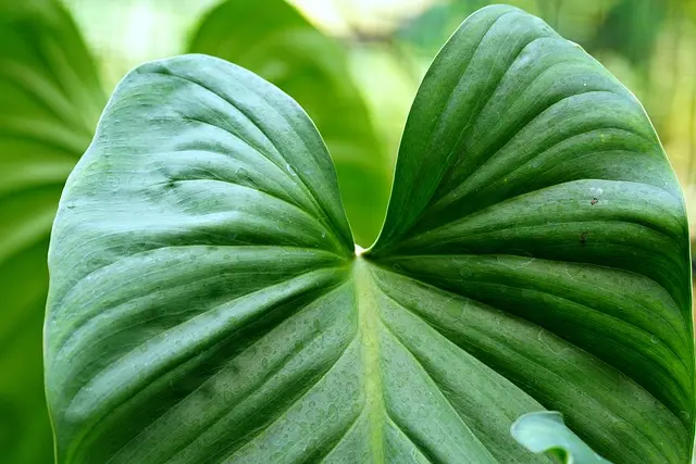 Cómo elegir las mejores plantas para un jardín sostenible