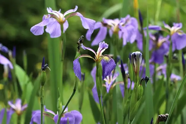 Cómo elegir las plantas adecuadas para un jardín de sombra